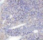 Anti-CDK1/Cdc2 Rabbit Monoclonal Antibody